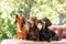 Dachshunds dog on the backyard. Three dogs outdoor in sunny summer weather.