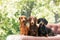 Dachshunds dog on the backyard. Three dogs outdoor in sunny summer weather.