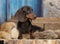 Dachshunds dog portrait brown tan colors