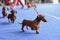 Dachshunds on the dog show