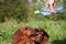 Dachshunds drink water, sticking out their tongue, which drip