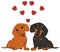 Dachshunds in love