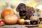 Dachshunds puppy and autumn decor from pumpkins, berries and leaves
