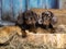 Dachshunds puppy , dog portrait