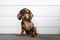Dachshunds. Puppy dog. Portrait of cute little dachshund sitting at home background. Beautiful puppy brown dog with sad eyes.