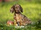 Dachshunds puppy Kaninchen in green grass,  dog portrait