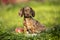 Dachshunds puppy Kaninchen in green grass,  dog portrait