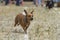 Dachshunds`s ears flapping in a race.