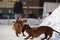 Dachshunds on a winter walk.