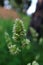 Dactylis Glomerata in bloom. Dactylis glomerata, cock`s-foot, orchard grass, cat grass