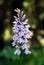 Dactylorhiza maculata, Heath Spotted Orchid