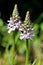 Dactylorhiza maculata, Heath spotted orchid