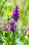 Dactylorhiza majalis - western marsh orchid, broad-leaved marsh orchid, fan orchid, common marsh orchid, Irish Marsh-orchid