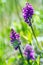 Dactylorhiza majalis - western marsh orchid, broad-leaved marsh orchid, fan orchid, common marsh orchid, or Irish Marsh-orchid