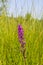 Dactylorhiza majalis (western marsh orchid, broad-leaved marsh orchid, fan orchid, common marsh orchid, Irish Marsh-orchid)