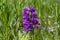 Dactylorhiza majalis wild flowering orchid flowers on meadow, group of bright purple flowers in bloom