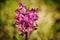 Dactylorhiza sambucina. Free nature. Beautiful picture.