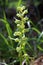 Dactylorhiza viridis - Wild plant shot in the spring