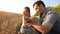 Dad is an agronomist and small child is playing with grain in a bag on wheat field. father farmer plays with little son