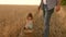 Dad is an agronomist and small child is playing with grain in a bag on wheat field. father farmer plays with little son