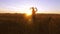 Dad carries child on his shoulders in wheat field. kid smiles at the Golden sunset.