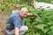 Dad and daughter pick cucumbers from the garden.