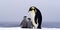 Dad or mom and baby penguins. Father love, bond and parenting concept