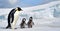 Dad or mom and baby penguins. Father love, bond and parenting concept