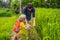 Dad and son identify plants using the application on a smartphone. augmented reality