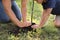 Dad and son planting tree in park, closeup