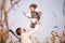 Dad toss daughter up in autumn corn field