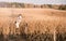 Dad toss daughter up in autumn corn field