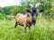 Daddy goat on grass looking at us