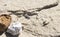 Daddy Long Legs Harvestmen Spider Trachyrhinus favosus on Sandstone