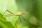 Daddy-long-legs insect green nature