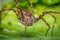 Daddy Longleg Opiliones