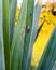 Daddy longleg spider on green plant leaves