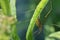 Daddy Longleg spider on Milkweed