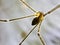 Daddy\\\'s long-legged spider (Pholcus phalangioides) or long-bodied barn spider