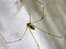 Daddy\\\'s long-legged spider (Pholcus phalangioides) or long-bodied barn spider