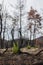 Dadia forest Restoration and Regrowth After Wildfire