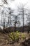 Dadia forest Restoration and Regrowth After Wildfire