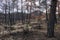 Dadia forest Restoration and Regrowth After Wildfire