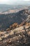 Dadia forest Restoration and Regrowth After Wildfire Evros Greece, mount Parnitha, Rodopi, Euboea Island, Evia, British Columbia,