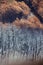 Dadia forest Restoration and Regrowth After Wildfire Evros Greece, mount Parnitha, Rodopi, Euboea Island, Evia, British Columbia,