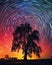 Daed_trees_with_startrails_movement_at_night_sky_1690599556307_5