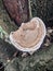 Daedaleopsis confragosa, blushing bracket fungus on tree stump.