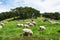 Daegwallyeong sheep farm