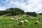 Daegwallyeong sheep farm