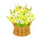 Daffodeal bouqet in basket wicker with a vine. White and yellow flowers art design elements object isolated stock